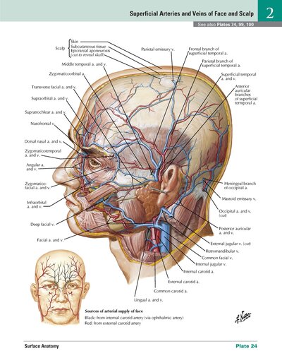 Netter Atlas of HUMAN ANATOMY 8e 2023 (تحریر)