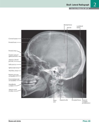 Netter Atlas of HUMAN ANATOMY 8e 2023 (تحریر)