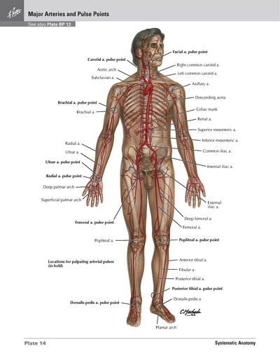 Netter Atlas of HUMAN ANATOMY 8e 2023 (تحریر)