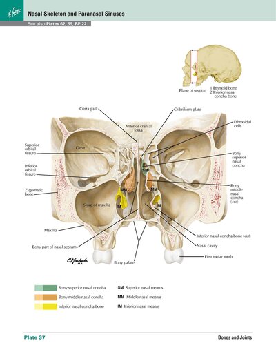 Netter Atlas of HUMAN ANATOMY 8e 2023 (تحریر)