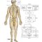 Netter Atlas of HUMAN ANATOMY 8e 2023 (تحریر)