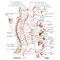Netter Atlas of HUMAN ANATOMY 8e 2023 (تحریر)