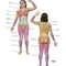 Netter Atlas of HUMAN ANATOMY 8e 2023 (تحریر)