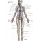 Netter Atlas of HUMAN ANATOMY 8e 2023 (تحریر)