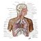 Netter Atlas of HUMAN ANATOMY 8e 2023 (تحریر)