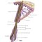 Netter Atlas of HUMAN ANATOMY 8e 2023 (تحریر)