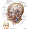 Netter Atlas of HUMAN ANATOMY 8e 2023 (تحریر)