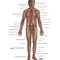 Netter Atlas of HUMAN ANATOMY 8e 2023 (تحریر)