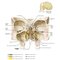 Netter Atlas of HUMAN ANATOMY 8e 2023 (تحریر)