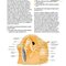 ENT: An Introduction and Practical Guide