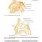 ENT: An Introduction and Practical Guide