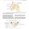 ENT: An Introduction and Practical Guide