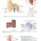 Diseases of Ear, Nose and Throat