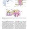 Diseases of Ear, Nose and Throat