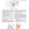 Diseases of Ear, Nose and Throat