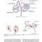 Diseases of Ear, Nose and Throat