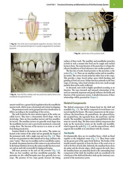 Management of Temporomandibular Disorders and Occlusion 2020