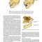 Management of Temporomandibular Disorders and Occlusion 2020