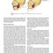 Management of Temporomandibular Disorders and Occlusion 2020