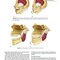 Management of Temporomandibular Disorders and Occlusion 2020