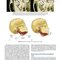 Management of Temporomandibular Disorders and Occlusion 2020