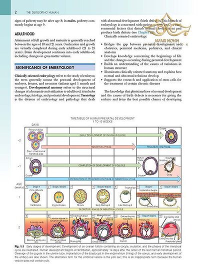 The Developing Human: Clinically Oriented Embryology 2019