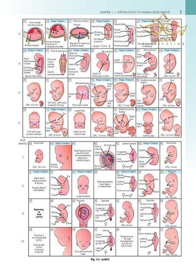The Developing Human: Clinically Oriented Embryology 2019