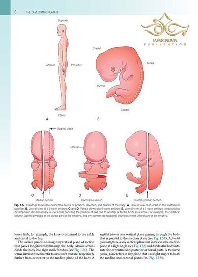The Developing Human: Clinically Oriented Embryology 2019