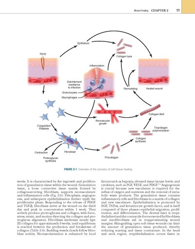 Oral and Maxillofacial Trauma 4th Edition2012
