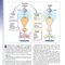Medical Pharmacology at a Glance 2020