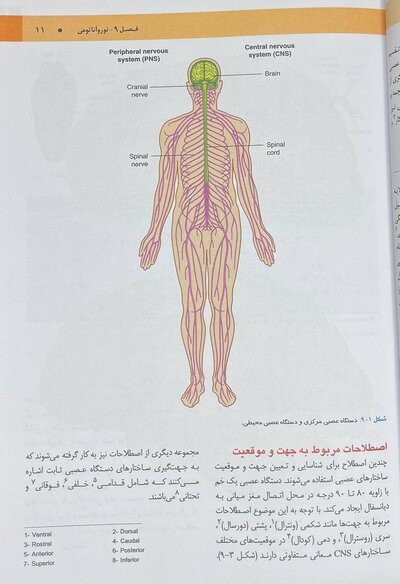 نوروآناتومی گری برای دانشجویان 2024 جلد چهارم