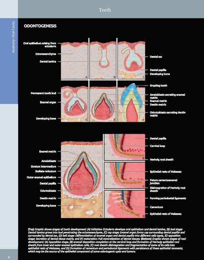 Diagnostic Imaging: Oral and Maxillofacial 3rd Edition