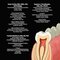 Diagnostic Imaging: Oral and Maxillofacial 3rd Edition