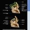 Diagnostic Imaging: Oral and Maxillofacial 3rd Edition