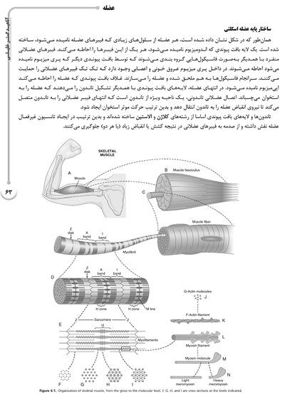 AGK درسنامه فیزیولوژی پزشکی 2جلدی (ویژه کارشناسی ارشد و دکتری رشته فیزیولوژی وزارت بهداشت و دکتری فارماکولوژی و فیزیولوژی ورزشی)