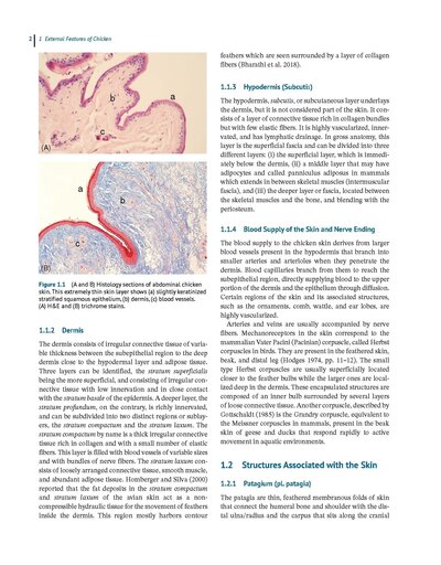 Anatomy and Histology of the Domestic Chicken