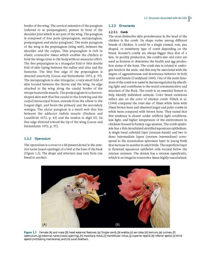 Anatomy and Histology of the Domestic Chicken