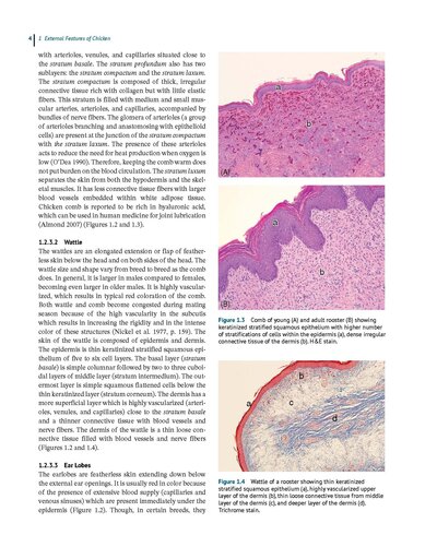 Anatomy and Histology of the Domestic Chicken
