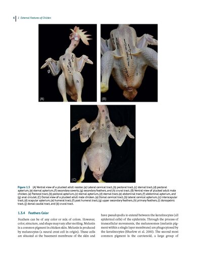 Anatomy and Histology of the Domestic Chicken