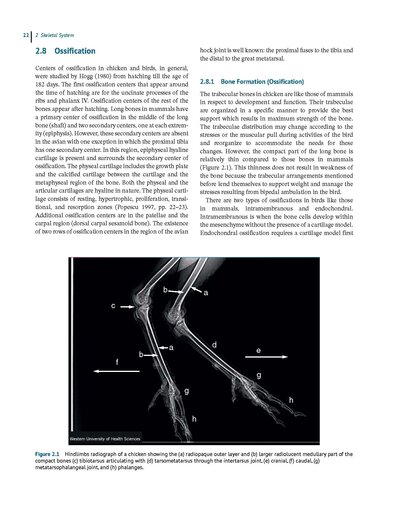 Anatomy and Histology of the Domestic Chicken