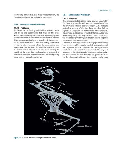 Anatomy and Histology of the Domestic Chicken