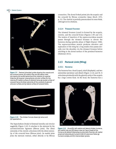 Anatomy and Histology of the Domestic Chicken