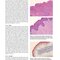 Anatomy and Histology of the Domestic Chicken