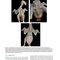 Anatomy and Histology of the Domestic Chicken