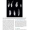 Anatomy and Histology of the Domestic Chicken