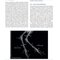 Anatomy and Histology of the Domestic Chicken