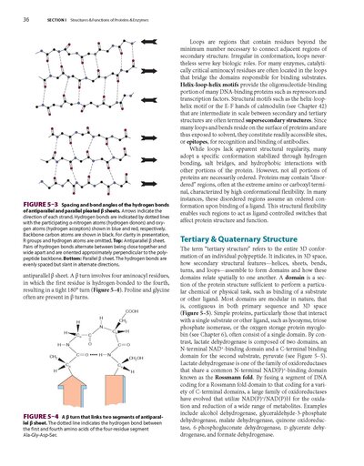 Harper's Illustrated Biochemistry, Thirty-33Edition