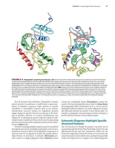 Harper's Illustrated Biochemistry, Thirty-33Edition