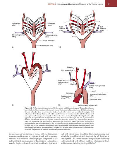 Rutherford's Vascular Surgery and Endovascular Therapy, 2-Volume Set