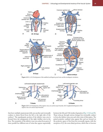 Rutherford's Vascular Surgery and Endovascular Therapy, 2-Volume Set